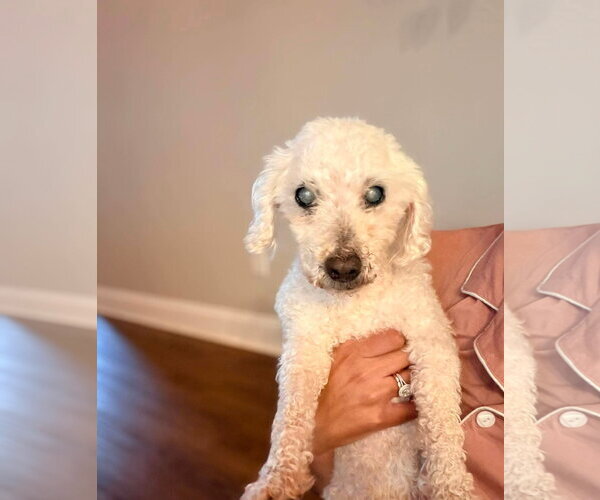 Medium Photo #3 Poodle (Miniature) Puppy For Sale in Spring Lake, NC, USA
