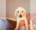 Small #2 Poodle (Miniature)
