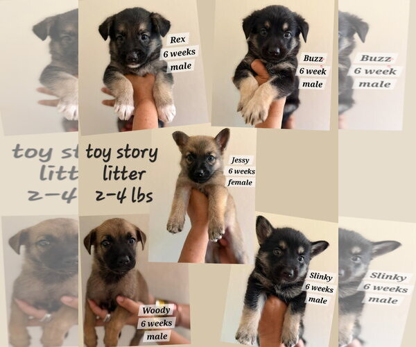 Medium Photo #2 Chihuahua-Norwegian Elkhound Mix Puppy For Sale in Virginia Beach, VA, USA
