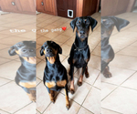 Small Photo #16 Doberman Pinscher Puppy For Sale in VERMILION, OH, USA