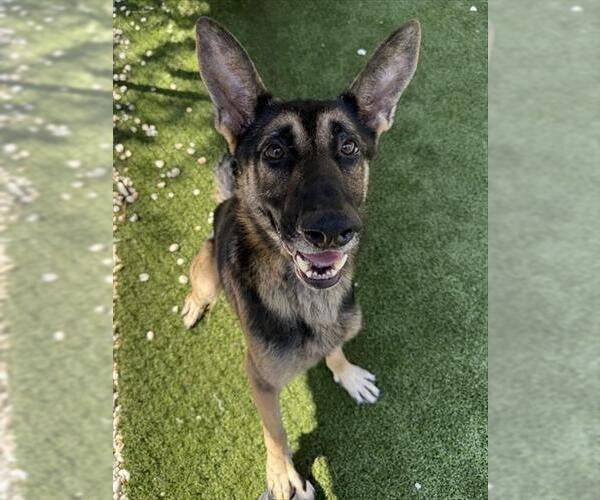 Medium Photo #1 German Shepherd Dog Puppy For Sale in Newton, NC, USA