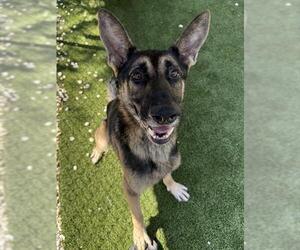 German Shepherd Dog Dogs for adoption in Newton, NC, USA