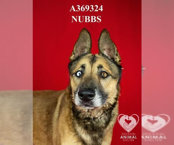 Medium Photo #1 German Shepherd Dog-Unknown Mix Puppy For Sale in Stockton, CA, USA