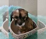 Small Photo #2 Chinese Crested Puppy For Sale in LAKELAND, FL, USA