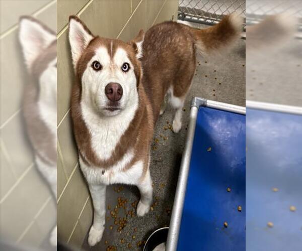 Medium Photo #1 Siberian Husky Puppy For Sale in Woodland, CA, USA