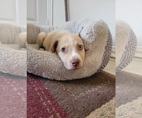 Medium Photo #4 Chihuahua-Siberian Husky Mix Puppy For Sale in Missouri City, TX, USA