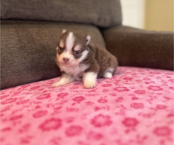 Medium Photo #5 Pomsky Puppy For Sale in DRACUT, MA, USA