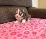 Small #4 Pomsky
