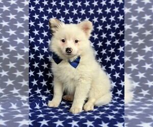 Pomeranian Puppy for sale in KIRKWOOD, PA, USA