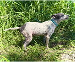 Small #1 Pug Mix