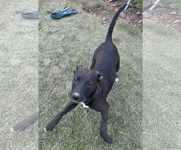 Medium Photo #5 American Staffordshire Terrier-Unknown Mix Puppy For Sale in Tracy City, TN, USA