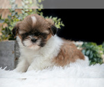 Small #3 Shih Tzu