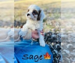 Small Photo #14 Cavapoo Puppy For Sale in MURFREESBORO, TN, USA