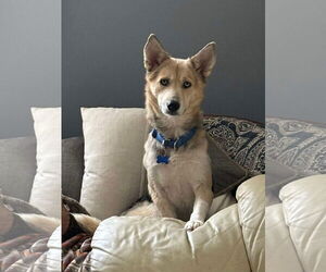 German Shepherd Dog-Siberian Husky Mix Dogs for adoption in Spring Lake, NC, USA