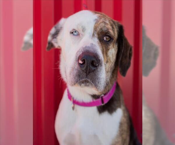 Medium Photo #2 Catahoula Leopard Dog-Unknown Mix Puppy For Sale in Tracy, CA, USA