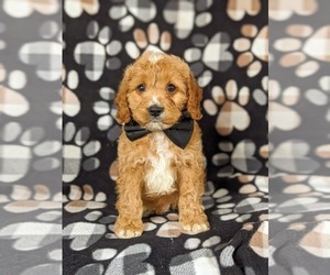 Cock-A-Poo Puppy for sale in CHRISTIANA, PA, USA