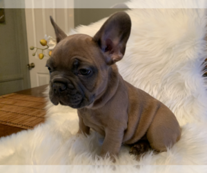 French Bulldog Puppy for sale in JURUPA VALLEY, CA, USA