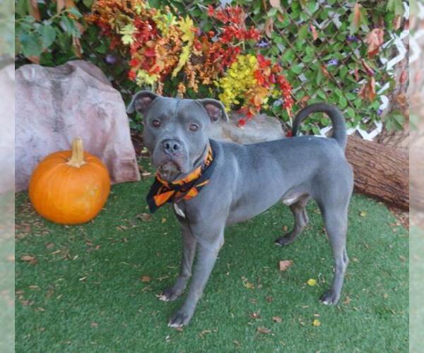 Medium Photo #1 American Pit Bull Terrier-Unknown Mix Puppy For Sale in Oklahoma City, OK, USA