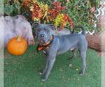 Small American Pit Bull Terrier Mix