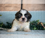 Small Photo #19 Shih Tzu Puppy For Sale in SUGARCREEK, OH, USA