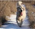 Small Photo #1 English Cream Golden Retriever Puppy For Sale in Kharkiv, Kharkiv, Ukraine