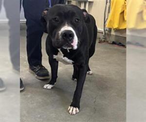 Mutt Dogs for adoption in Camarillo, CA, USA