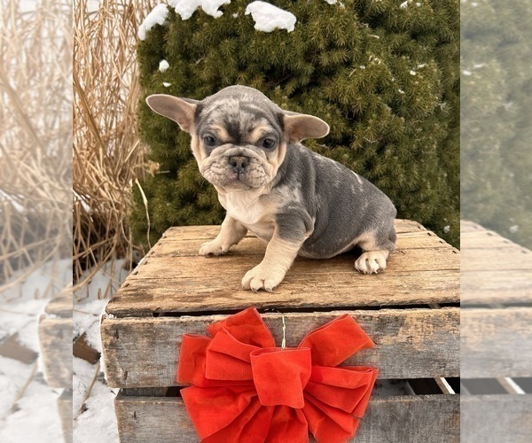 Medium Photo #5 French Bulldog Puppy For Sale in MIDDLEBURY, IN, USA