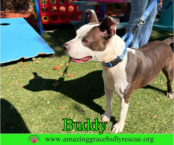 Medium Photo #6 American Pit Bull Terrier-Unknown Mix Puppy For Sale in Milton, FL, USA