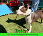 Small #5 American Pit Bull Terrier Mix
