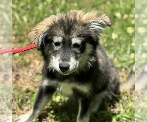 Huskies -Unknown Mix Dogs for adoption in Yardley, PA, USA