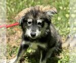 Small Huskies  Mix