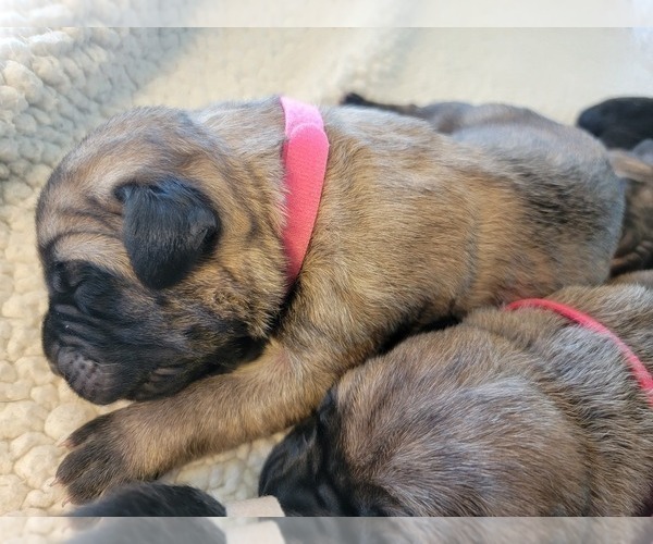 Medium Photo #1 Cane Corso Puppy For Sale in BUNCH, OK, USA