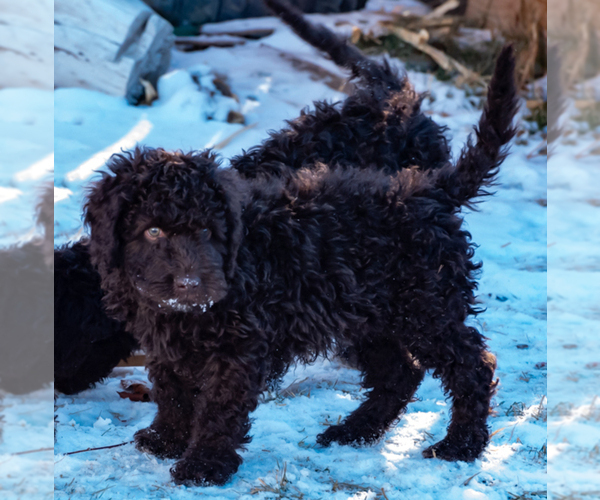 Medium Photo #21 Spanish Water Dog Puppy For Sale in SIMLA, CO, USA