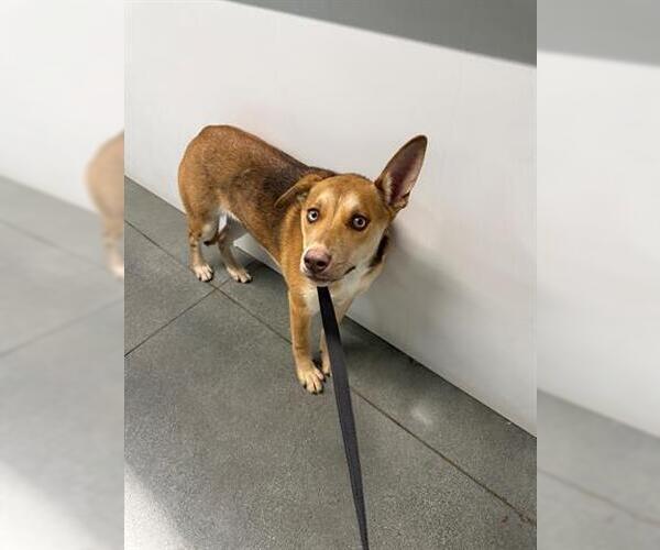 Medium Photo #1 Siberian Husky-Unknown Mix Puppy For Sale in San Martin, CA, USA