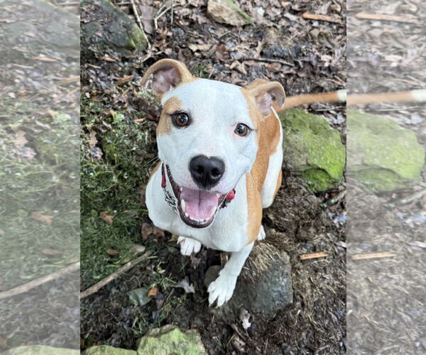 Medium Photo #5 American Pit Bull Terrier-Rat Terrier Mix Puppy For Sale in Wesley Chapel, SC, USA