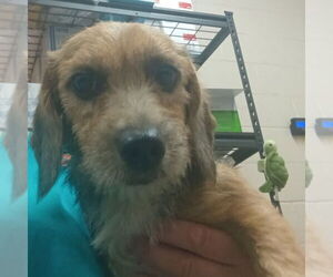 Medium Beagle-Cairn Terrier Mix