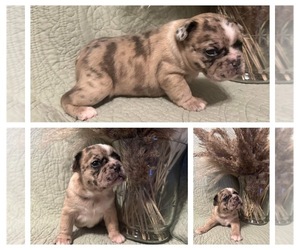 Faux Frenchbo Bulldog Puppy for Sale in BELLEFONTAINE, Ohio USA