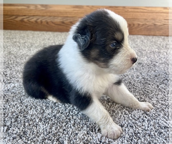 Medium Photo #3 Australian Shepherd Puppy For Sale in LODA, IL, USA