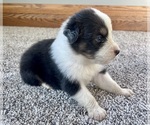 Small #2 Australian Shepherd