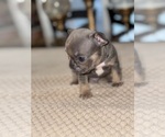 Small Photo #2 French Bulldog Puppy For Sale in HILTON, NY, USA
