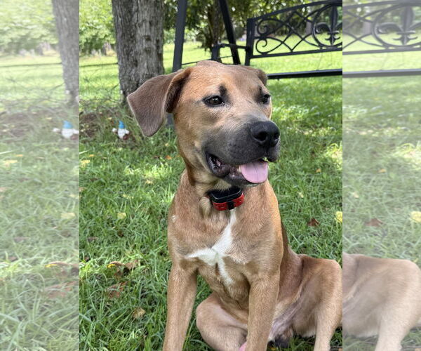 Medium Photo #1 Black Mouth Cur-Unknown Mix Puppy For Sale in Mobile, AL, USA