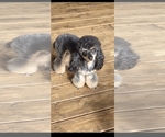 Small Photo #1 Poodle (Miniature) Puppy For Sale in FRISCO CITY, AL, USA