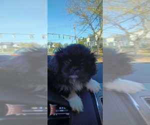 Pekingese Puppy for sale in NEW LONDON, CT, USA