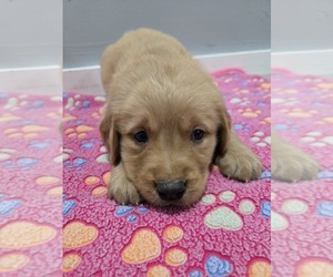 Golden Retriever Puppy for sale in WILLIAMSTOWN, KY, USA
