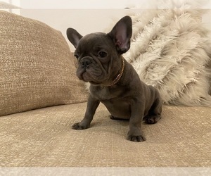 French Bulldog Puppy for sale in HOLLYWOOD, FL, USA
