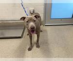Small American Staffordshire Terrier Mix