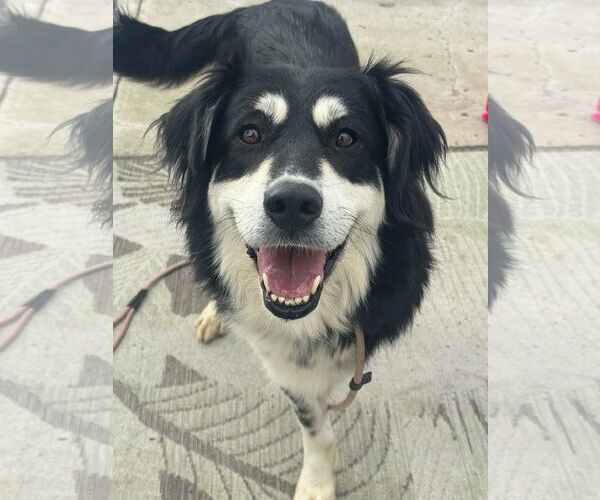 Medium Photo #4 Border Collie-Unknown Mix Puppy For Sale in Newport Beach, CA, USA