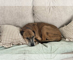 Brutus - Male German Shepherd Dog-Great Dane Mix Dog for Adoption - Photo #8