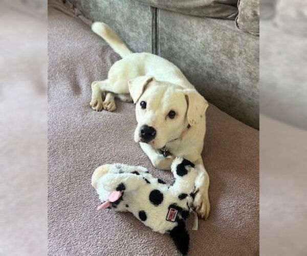 Medium Photo #3 Mutt Puppy For Sale in Springdale, PA, USA