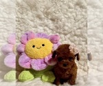 Small #1 Poodle (Toy)